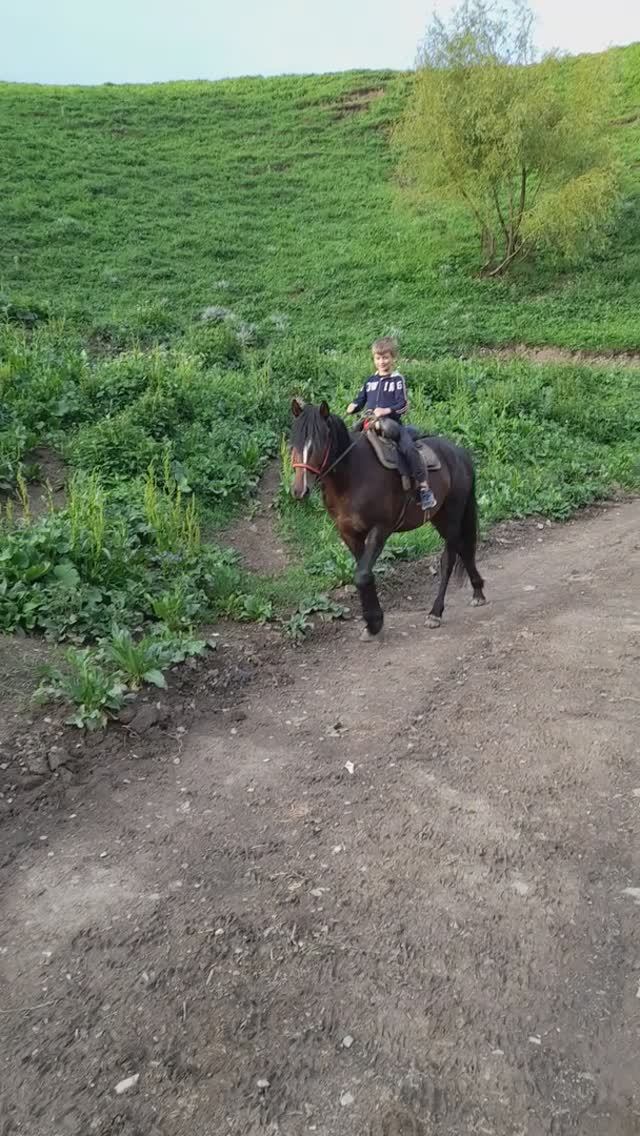 Конная школа верховой езды.