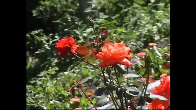 Владимир#2# - Дендрариум Парк -  Золотое Кольцо России - 2006 - Часть Третья