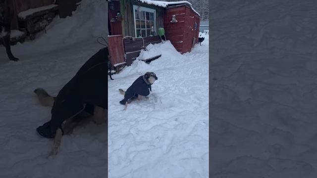 Лучик на прогулке♥️