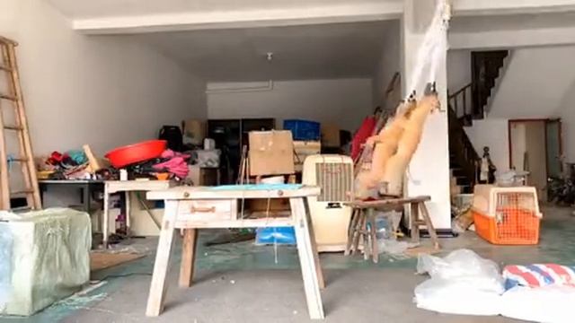 Взял собак дом охранять