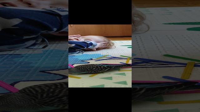 Попугай любит играть с маленькими детьми, у них всегда много игрушек