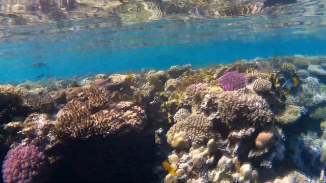 Под красной водой 2 439 Мавританский идол Шарм-Эль-Шейх, Тауэр Бэй, октябрь 2023
