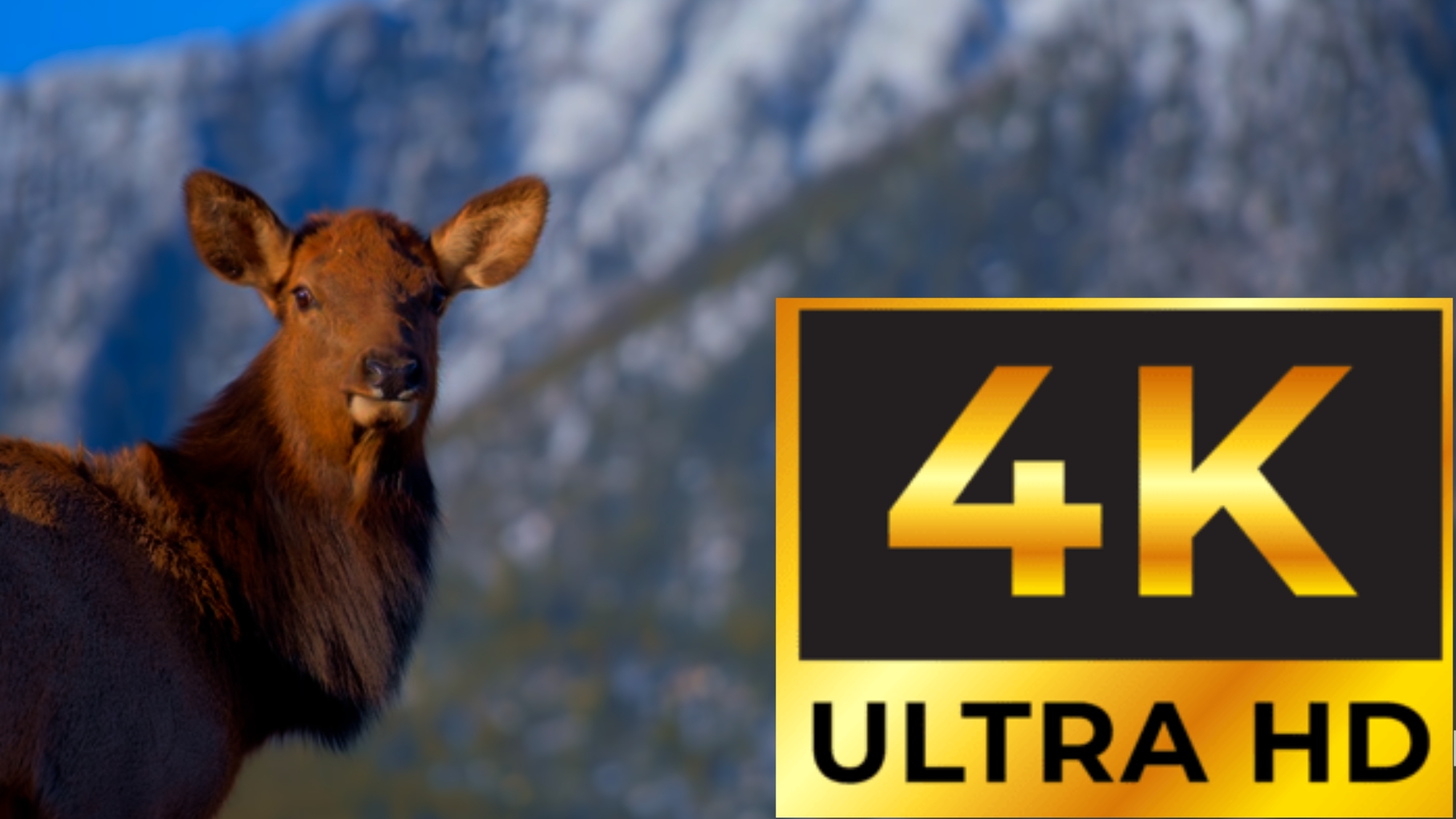 4К ultra HD 60FPS