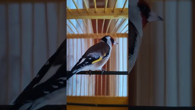 Пение Щегла