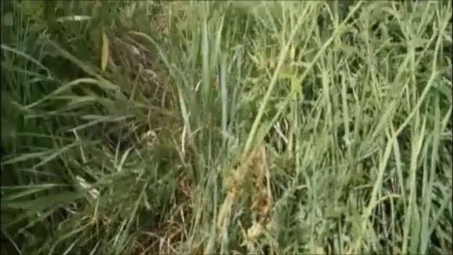 СТРОИМ ЖИЛЬЕ ДЛЯ ЖИВОТНЫХ
