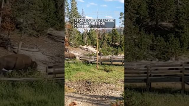 Bison surprises tourists in Yellowstone boardwalk
