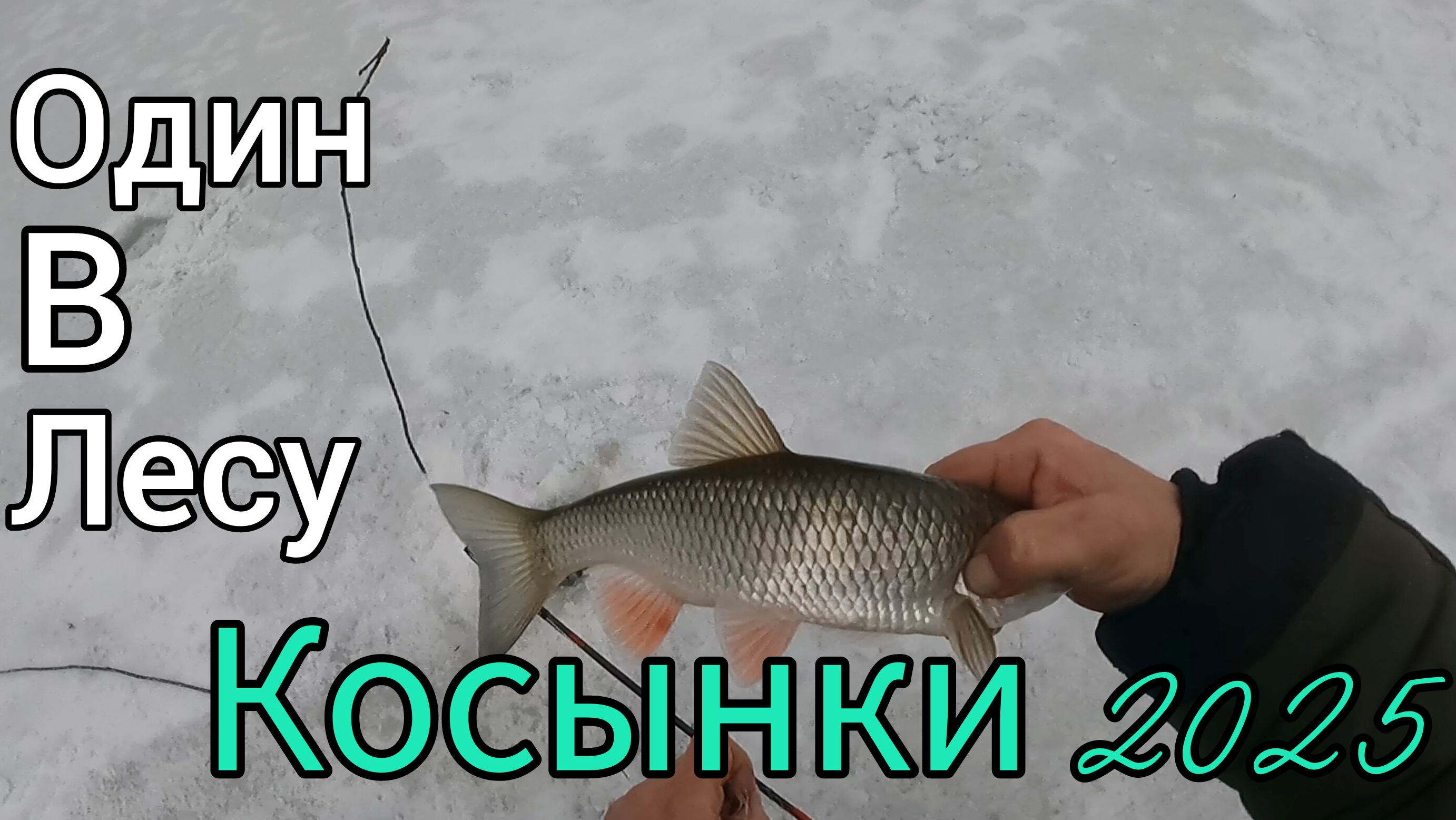 РЫБАЛКА НА КОСЫНКИ 2025. ДЕНЬ 2-ОЙ. СНОВА НЕ ПЛОХИЕ РЫБИНЫ.