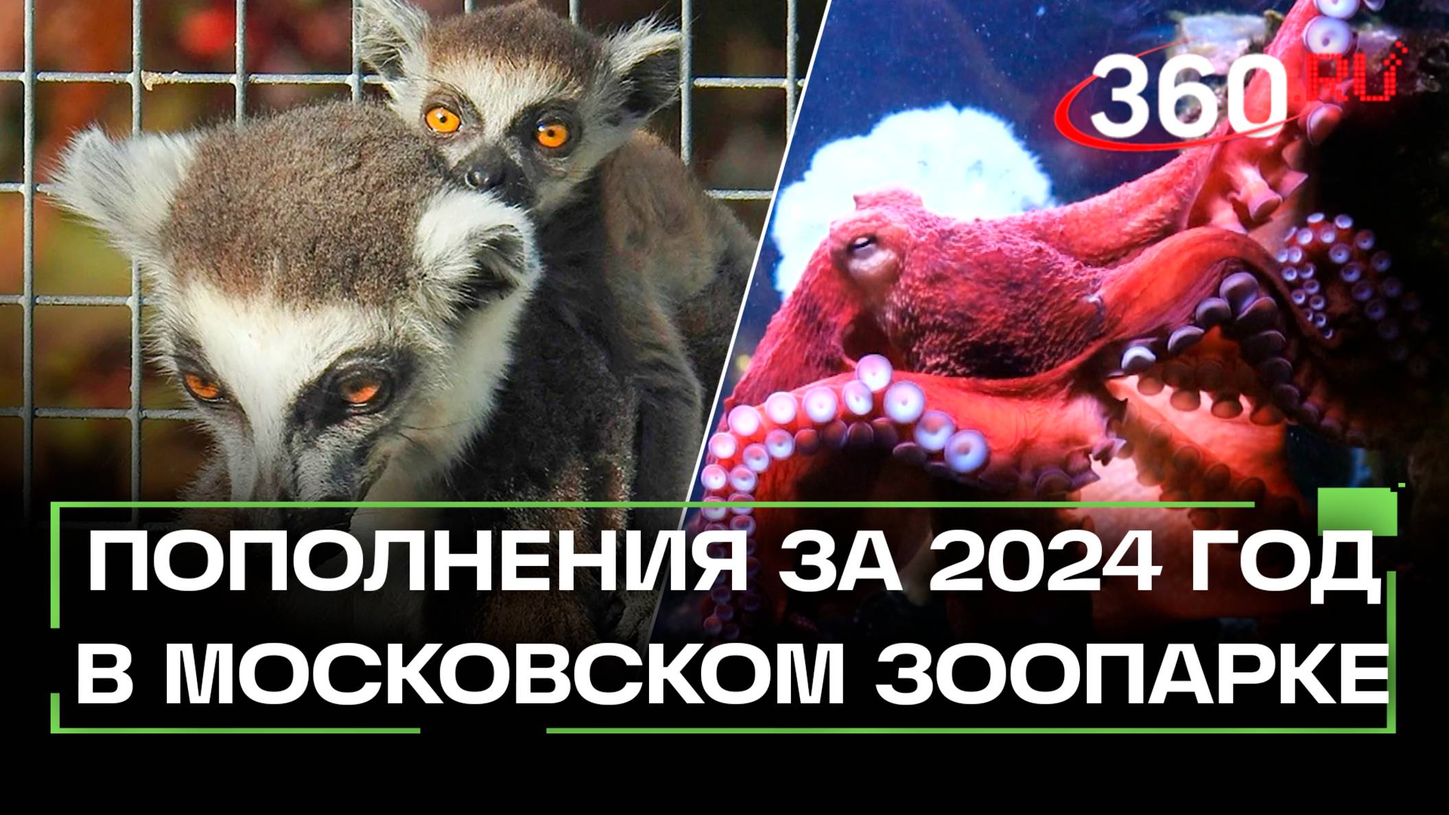 Гигантский осьминог, капибары и аметистовый питон. Более 1,5 тысяч пополнений в Московском зоопарке