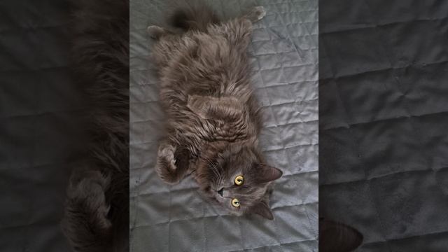 Любимый Раф!🩷
