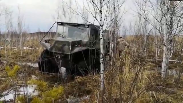 Болотный Проходимец лебедимся.