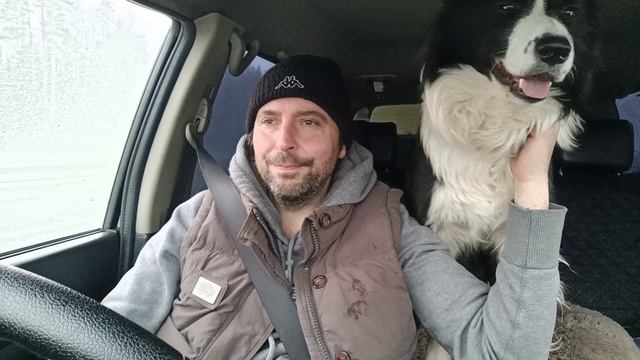 Бордер колли едет в машине