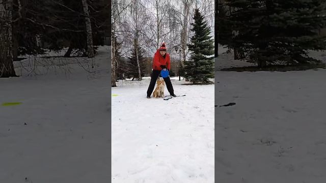 БК Фокс -  бросок бабочка в движении