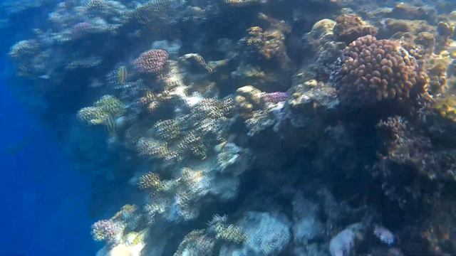 Под красной водой 2 351 Коралловый риф Dreams Beach Resort