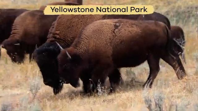 Bison of the West for Kids  Learn all about these special mammals
