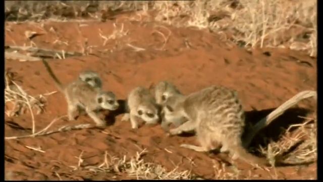 Трейлеры на DVD «Бернард» «Bernard» (2006) (Диск 1)