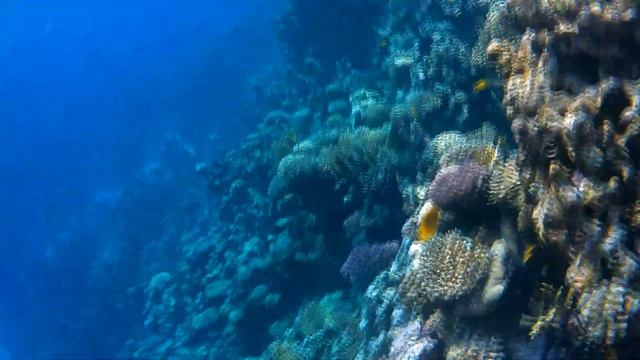 Под красной водой 2 332-1  Коралловый риф Dreams Beach Resort