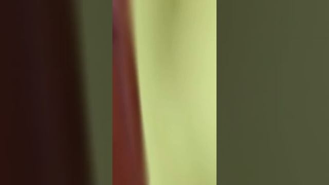 На самом деле я плакала❤️ #nanamikento