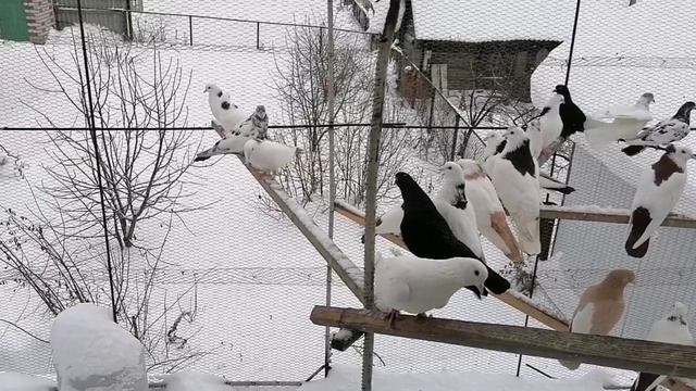 Бойные голуби шейки г Нурлат