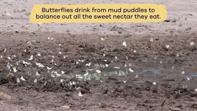 Butterflies for Kids  Learn about the diet, habitat, and behaviors of butterflies
