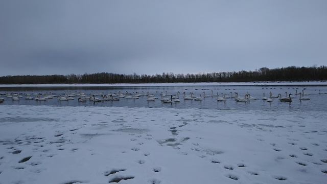 Без названия