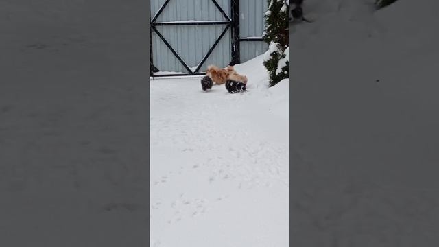 Наши шпицы малыши