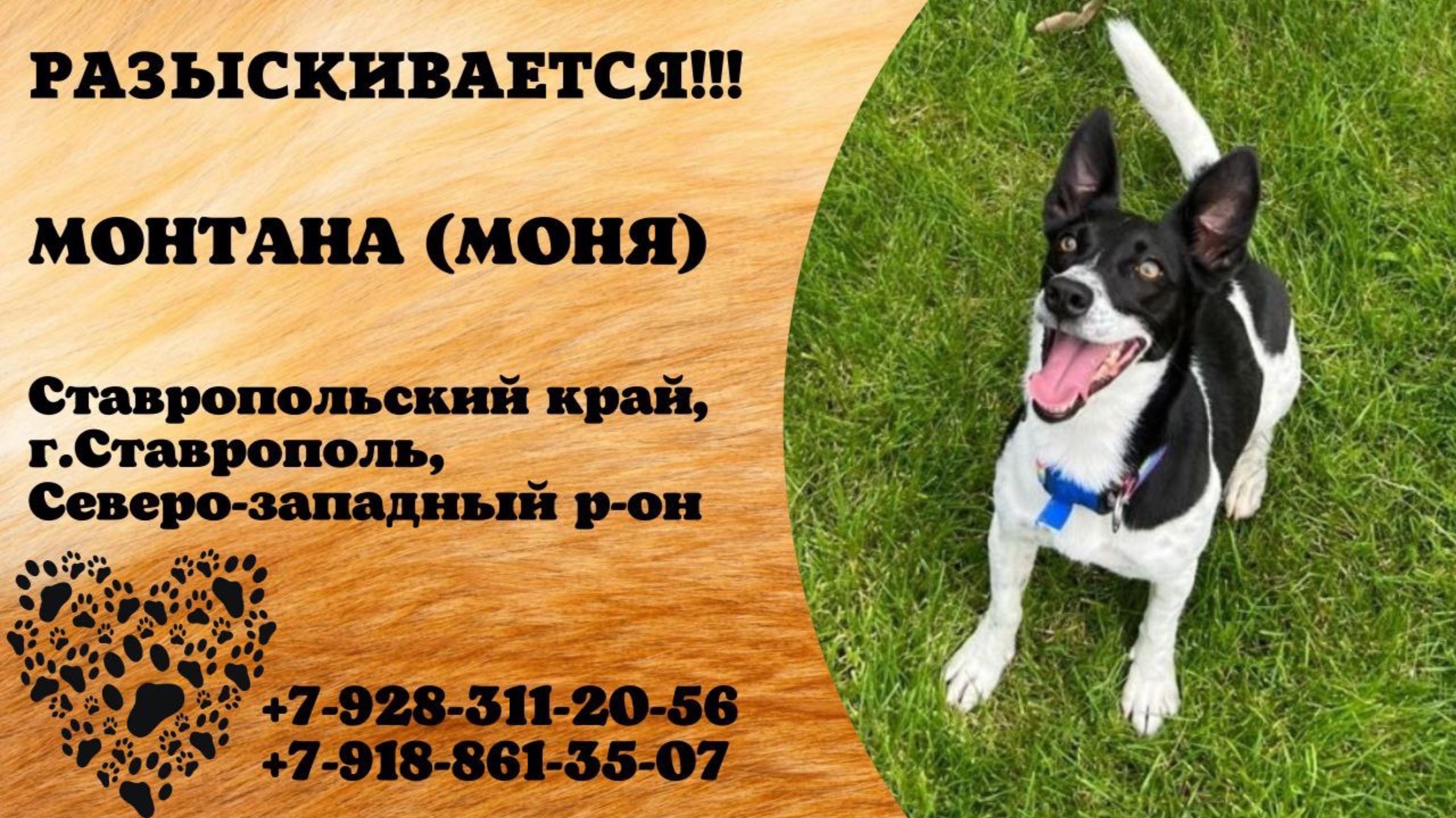 Пропала собака! МОНТАНА (МОНЯ). Ставропольский край, г.Ставрополь.