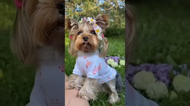 ЛАЙФХАК 👆 Смешные котики и собачки