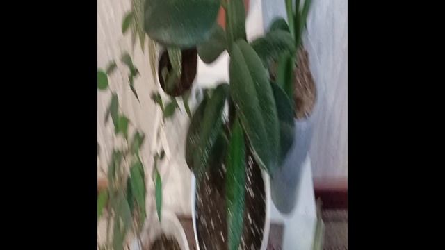 Чтобы на цветах меньше накапливалась пыль