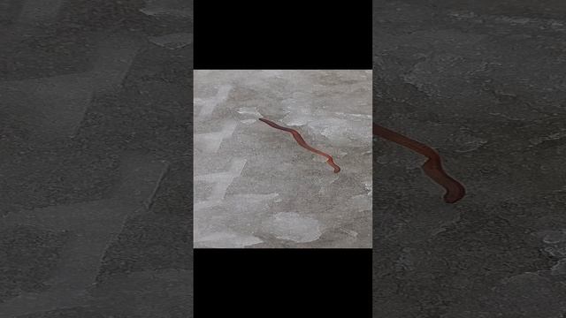 Ural ice worm.mp4