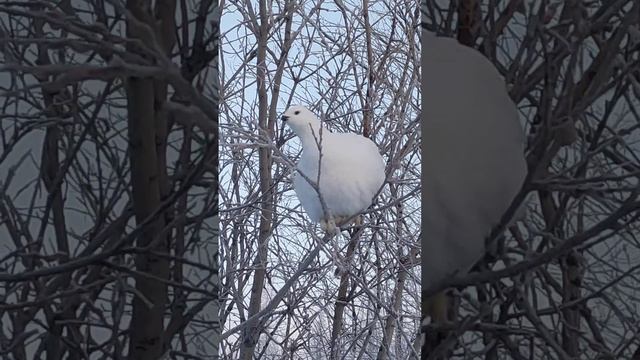 Куропатка Посёлок Пангоды Надымский район Ямало Ненецкий автономный Округ Апрель 2