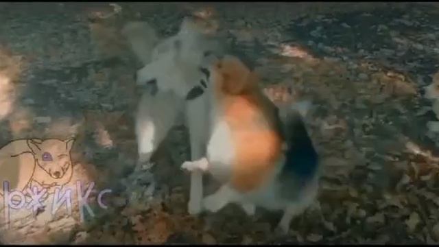 Коржик Эдит😍