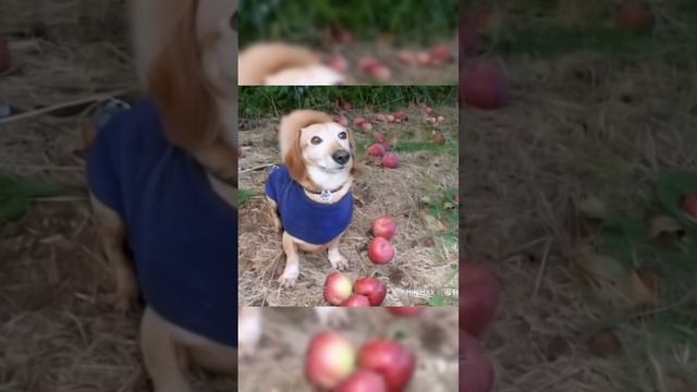 ИИ собака тренд