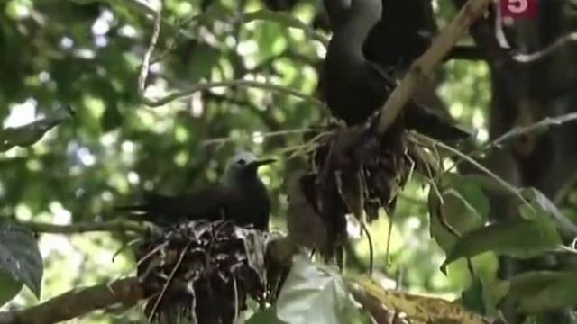 прекрасное видео на вечер.