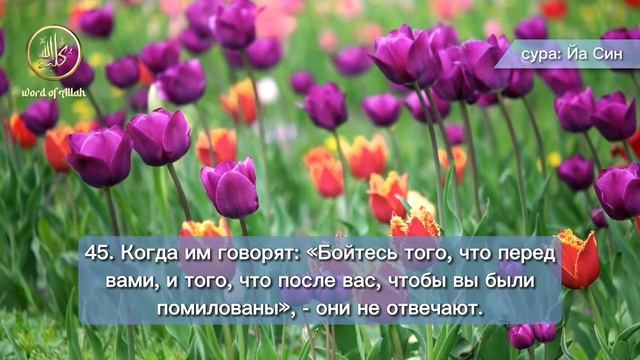 ЯСИН Сура Омар Хишам переводом. Сура Ясин. Коран.