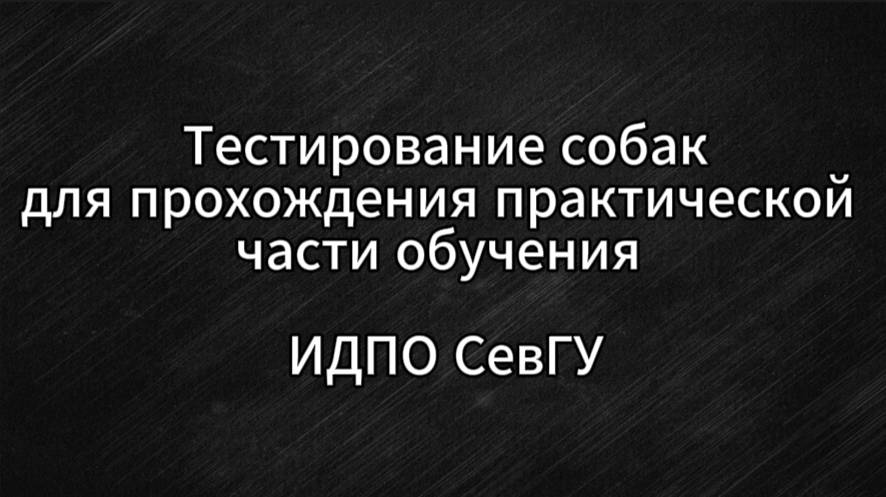 Тестирование собак для прохождения практического обучения в ИДПО СевГУ