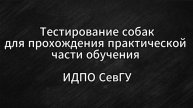 Тестирование собак для прохождения практического обучения в ИДПО СевГУ