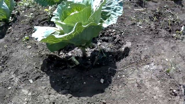 ЖИВЕМ В ДЕРЕВНЕ!!СЛИЗНИ В ОГОРОДЕ!!!РЕЗУЛЬТАТ ОБРАБОТКИ  КАПУСТЫ СЛИЗНЕЕДОМ!!Деревенский влог