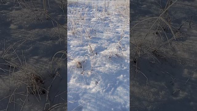 Secret_Land.mp4