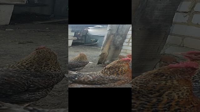 Цезарь готовится к инкубации яиц)))