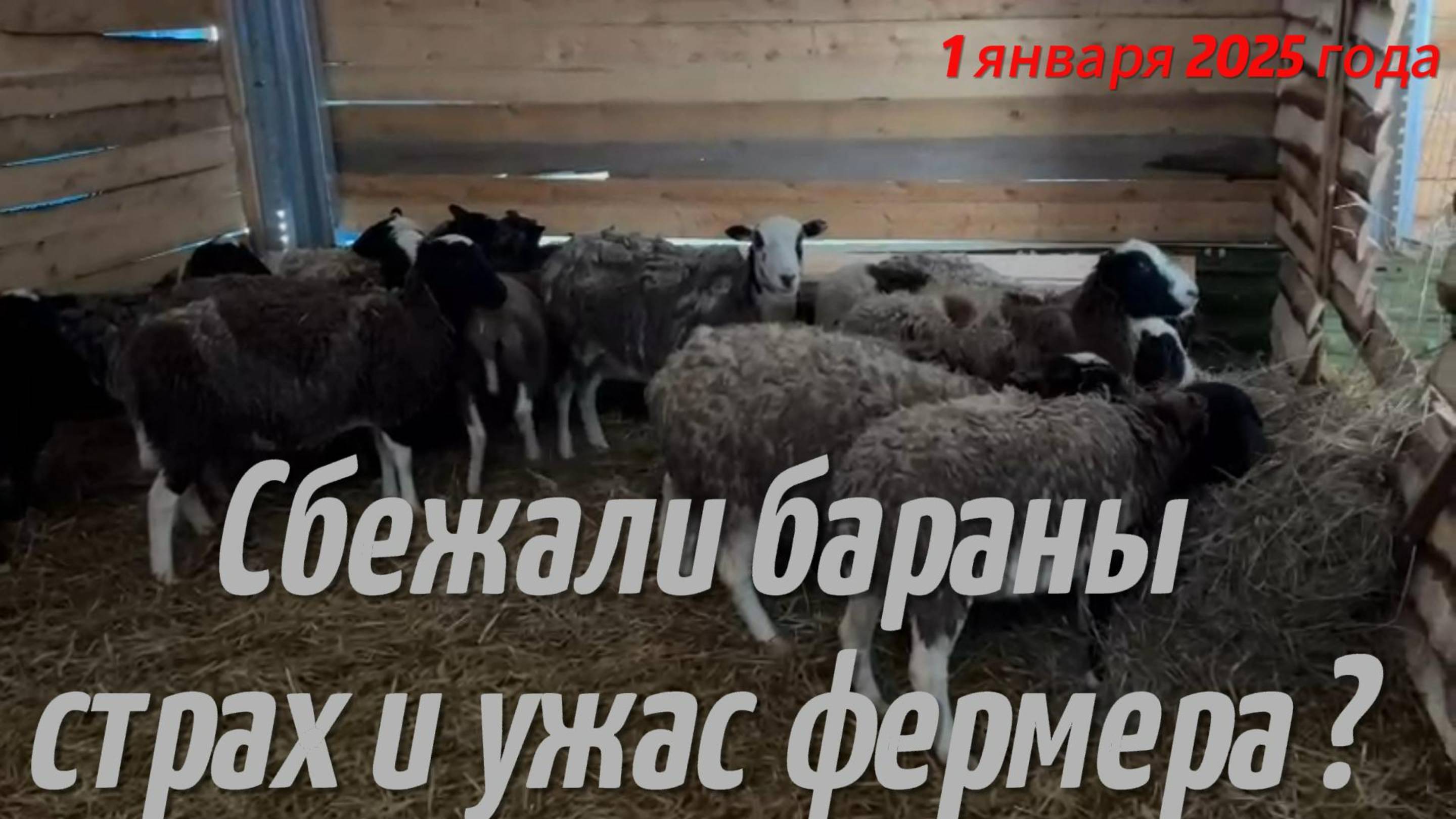 Сбежали бараны из загона , страх и ужас фермера ,что делать ?