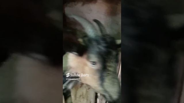 Мои козочки