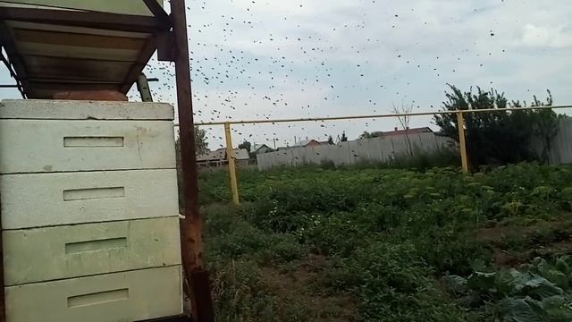 пчелы_июль_2019 - копия (2)