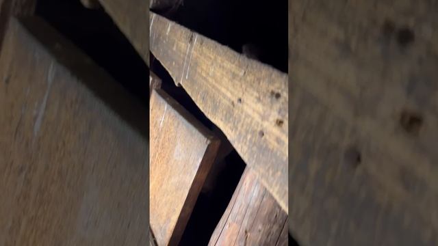 видео у Викторовича