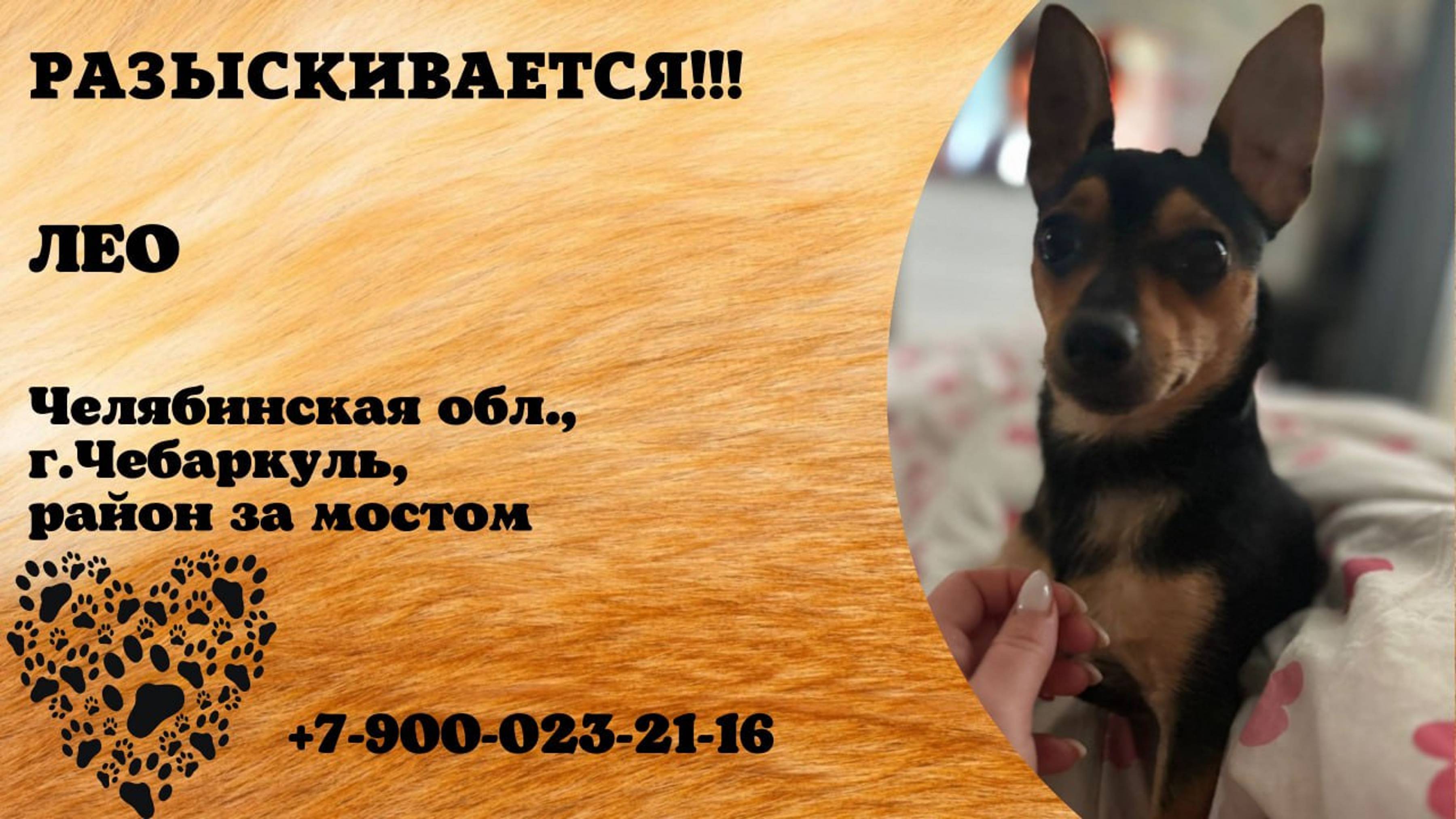Пропала собака! Лео. Челябинская обл,г. Чебаркуль
