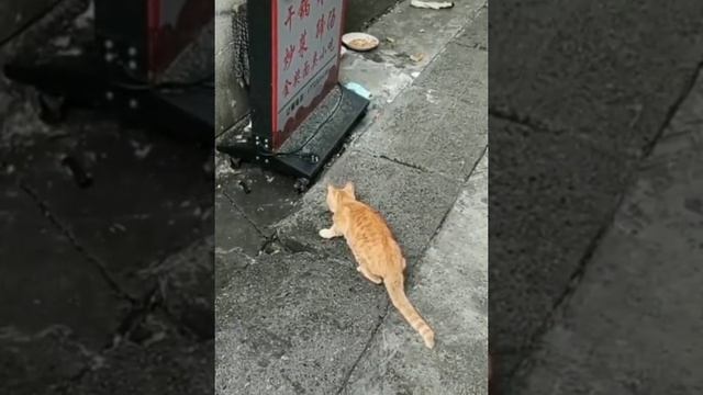Это должна видеть каждая кошка