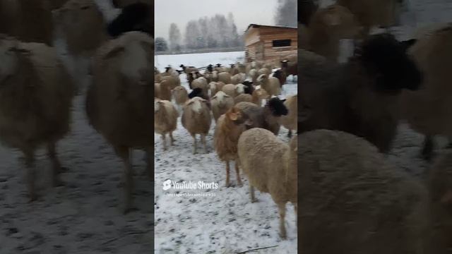 1000131106.mp4