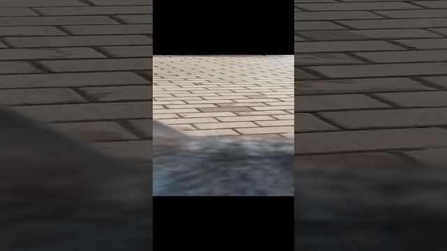 мурик