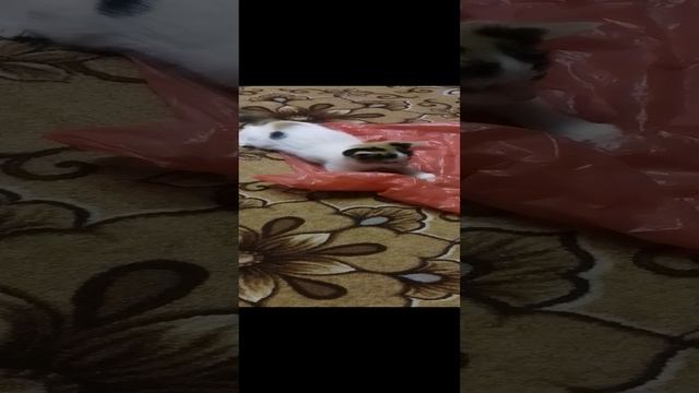 1000000041.mp4
