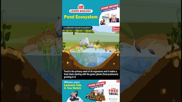 Pond Ecosystem | Learn Biology with Home Revise