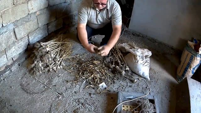 ЖИВЕМ В ДЕРЕВНЕ!!СТАВИМ МАЯКИ,ОБРЕЗАЕМ ЧЕСНОК,УБОРКА В САРАЕ!!!!Деревенский влог